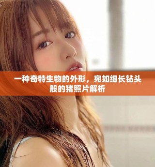一種奇特生物的外形，宛如細(xì)長(zhǎng)鉆頭般的豬照片解析