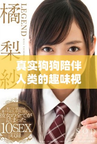 真實狗狗陪伴人類的趣味視頻分享與記錄