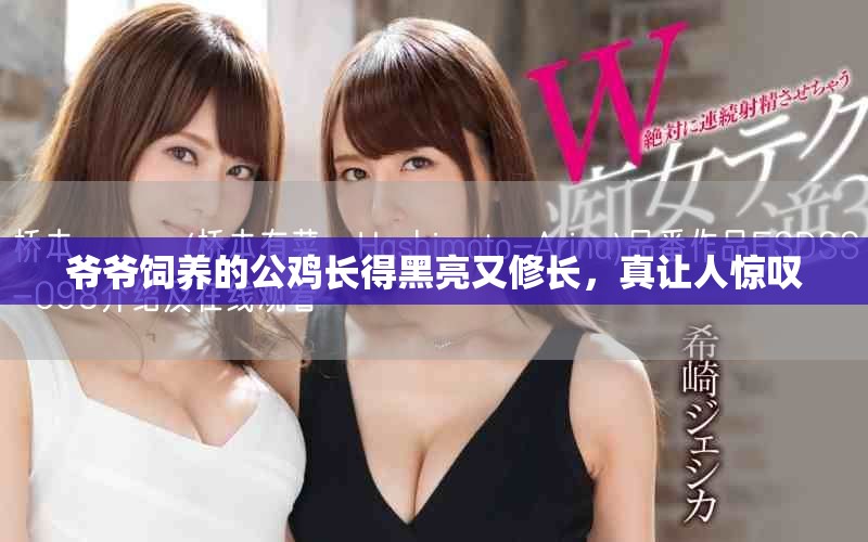 爺爺飼養(yǎng)的公雞長得黑亮又修長，真讓人驚嘆