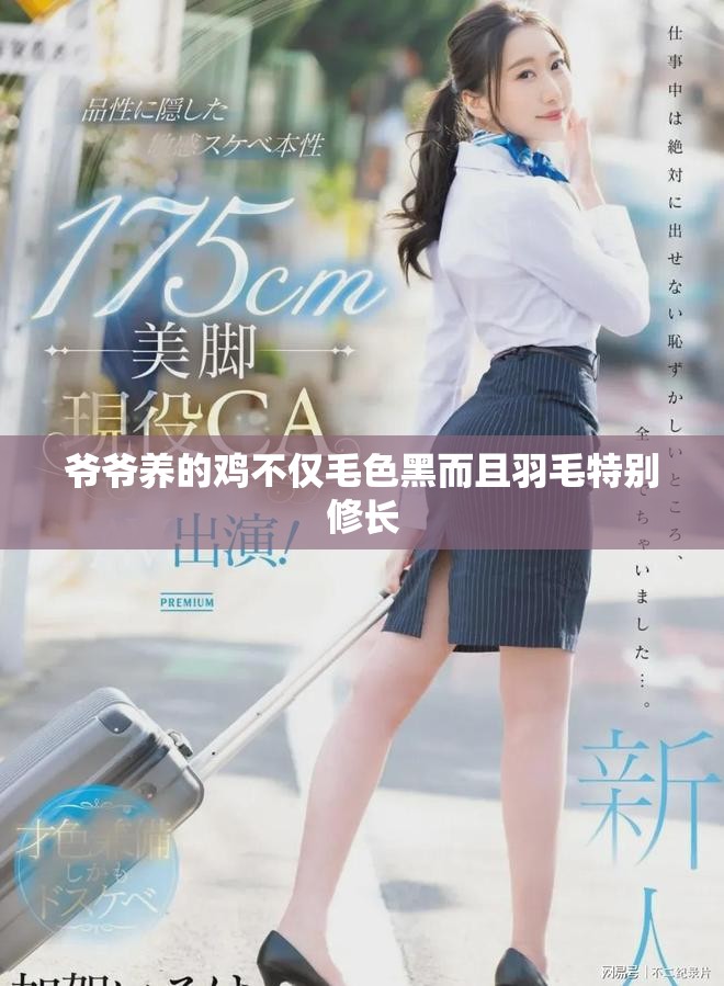 爺爺養(yǎng)的雞不僅毛色黑而且羽毛特別修長